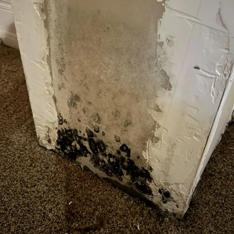 Professional Mold Removal in Crooks, SD